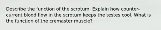 Describe the function of the scrotum. Explain how counter-current blood flow in the scrotum keeps the testes cool. What is the function of the cremaster muscle?