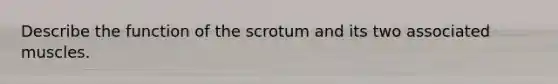 Describe the function of the scrotum and its two associated muscles.