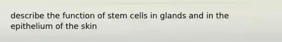 describe the function of stem cells in glands and in the epithelium of the skin