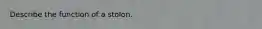 Describe the function of a stolon.