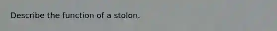 Describe the function of a stolon.