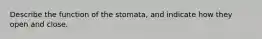 Describe the function of the stomata, and indicate how they open and close.