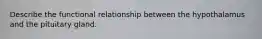 Describe the functional relationship between the hypothalamus and the pituitary gland.