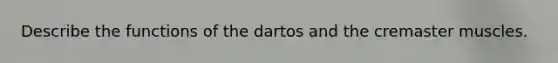 Describe the functions of the dartos and the cremaster muscles.