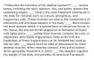 ***Describe the functions of the skeletal system*** -___: certain bones, including the skull, sternum, ribs, and pelvis, protect the underlying organs -___: bone is the most important storehouse in the body for minerals such as calcium, phosphorus, and magnesium salts. These minerals are vital to the maintenance of electrolyte and acid base balance in the body -____: Bone houses red bone marrow, which is a special form of connective tissue. In this tissue, the process of hematapoeisis or formation of blood cells takes place -____: yellow bone marrow, contains fat cells, or adipocytes, with stored triglycerides. Fatty acids from the breakdown of these triglycerides can be released and used as fuel by cells -____:bones serve as sites of attachment for most skeletal muscles. When muscles contract, they pull on bones, which generates movement in joints -___: the skeleton supports the weight of the body and provides its structural framework