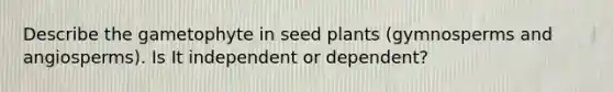 Describe the gametophyte in seed plants (gymnosperms and angiosperms). Is It independent or dependent?