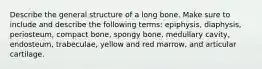 Describe the general structure of a long bone. Make sure to include and describe the following terms: epiphysis, diaphysis, periosteum, compact bone, spongy bone, medullary cavity, endosteum, trabeculae, yellow and red marrow, and articular cartilage.