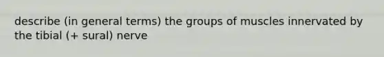 describe (in general terms) the groups of muscles innervated by the tibial (+ sural) nerve