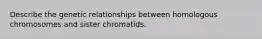 Describe the genetic relationships between homologous chromosomes and sister chromatids.