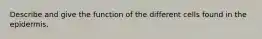 Describe and give the function of the different cells found in the epidermis.