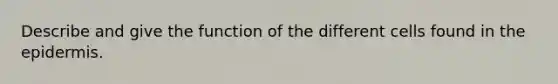 Describe and give the function of the different cells found in the epidermis.