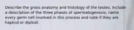 Describe the gross anatomy and histology of the testes. Include a description of the three phases of spermatogenesis; name every germ cell involved in this process and note if they are haploid or diploid.