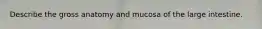 Describe the gross anatomy and mucosa of the large intestine.