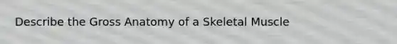 Describe the Gross Anatomy of a Skeletal Muscle