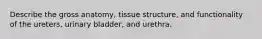 Describe the gross anatomy, tissue structure, and functionality of the ureters, urinary bladder, and urethra.