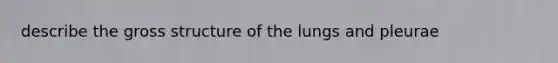 describe the gross structure of the lungs and pleurae