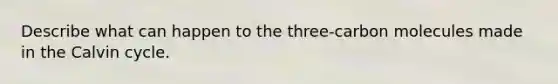 Describe what can happen to the three-carbon molecules made in the Calvin cycle.