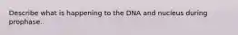 Describe what is happening to the DNA and nucleus during prophase.