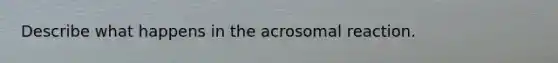 Describe what happens in the acrosomal reaction.