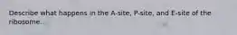 Describe what happens in the A-site, P-site, and E-site of the ribosome.