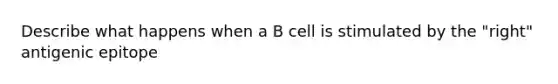 Describe what happens when a B cell is stimulated by the "right" antigenic epitope