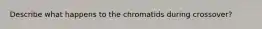 Describe what happens to the chromatids during crossover?