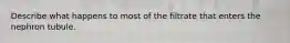 Describe what happens to most of the filtrate that enters the nephron tubule.