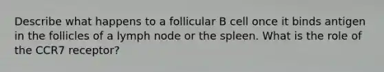 Describe what happens to a follicular B cell once it binds antigen in the follicles of a lymph node or the spleen. What is the role of the CCR7 receptor?