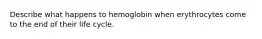 Describe what happens to hemoglobin when erythrocytes come to the end of their life cycle.