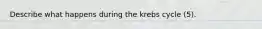 Describe what happens during the krebs cycle (5).