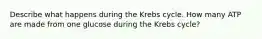 Describe what happens during the Krebs cycle. How many ATP are made from one glucose during the Krebs cycle?