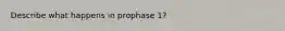 Describe what happens in prophase 1?