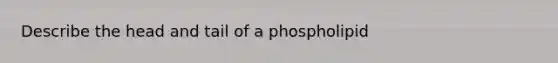 Describe the head and tail of a phospholipid