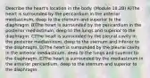 Describe the heart's location in the body. (Module 18.2B) A)The heart is surrounded by the pericardium in the anterior mediastinum, deep to the sternum and superior to the diaphragm. B)The heart is surrounded by the pericardium in the posterior mediastinum, deep to the lungs and superior to the diaphragm. C)The heart is surrounded by the pleural cavity in the posterior mediastinum, deep to the sternum and inferior to the diaphragm. D)The heart is surrounded by the pleural cavity in the anterior mediastinum, deep to the lungs and superior to the diaphragm. E)The heart is surrounded by the mediastinum in the anterior pericardium, deep to the sternum and superior to the diaphragm.