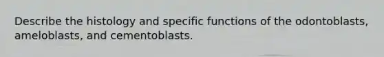 Describe the histology and specific functions of the odontoblasts, ameloblasts, and cementoblasts.