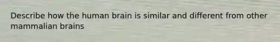 Describe how the human brain is similar and different from other mammalian brains