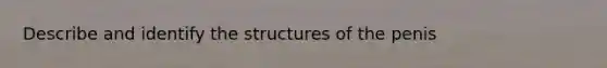 Describe and identify the structures of the penis