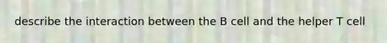 describe the interaction between the B cell and the helper T cell