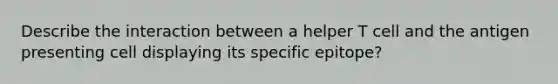 Describe the interaction between a helper T cell and the antigen presenting cell displaying its specific epitope?