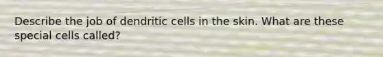 Describe the job of dendritic cells in the skin. What are these special cells called?