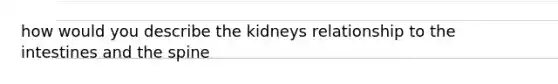 how would you describe the kidneys relationship to the intestines and the spine