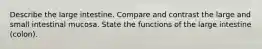 Describe the large intestine. Compare and contrast the large and small intestinal mucosa. State the functions of the large intestine (colon).