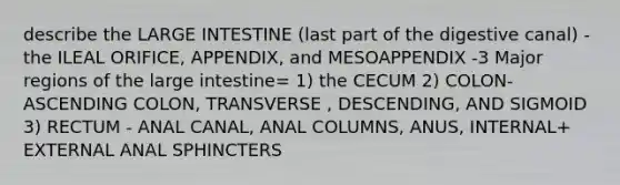 describe the <a href='https://www.questionai.com/knowledge/kGQjby07OK-large-intestine' class='anchor-knowledge'>large intestine</a> (last part of the digestive canal) -the ILEAL ORIFICE, APPENDIX, and MESOAPPENDIX -3 Major regions of the large intestine= 1) the CECUM 2) COLON- ASCENDING COLON, TRANSVERSE , DESCENDING, AND SIGMOID 3) RECTUM - ANAL CANAL, ANAL COLUMNS, ANUS, INTERNAL+ EXTERNAL ANAL SPHINCTERS