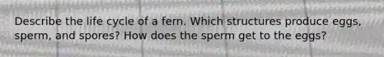 Describe the life cycle of a fern. Which structures produce eggs, sperm, and spores? How does the sperm get to the eggs?