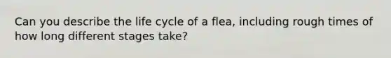 Can you describe the life cycle of a flea, including rough times of how long different stages take?