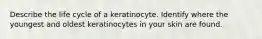 Describe the life cycle of a keratinocyte. Identify where the youngest and oldest keratinocytes in your skin are found.