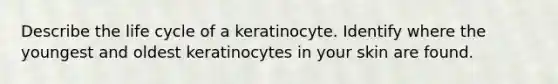 Describe the life cycle of a keratinocyte. Identify where the youngest and oldest keratinocytes in your skin are found.