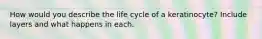 How would you describe the life cycle of a keratinocyte? Include layers and what happens in each.