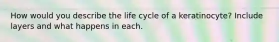 How would you describe the life cycle of a keratinocyte? Include layers and what happens in each.