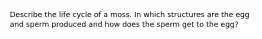Describe the life cycle of a moss. In which structures are the egg and sperm produced and how does the sperm get to the egg?
